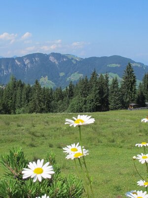 Ausblick von Koglmoos Sommer mit Blumen FG T.L. Rechte Wildschönau Tourismus (3).JPG | © Wildschönau Tourismus