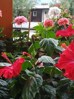 blumenterrasse